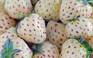 Η εξωτική και σπάνια λευκή φράουλα ξανά στην αγορά!