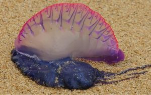 Μέδουσα-δολοφόνος «απειλεί» την Μεσόγειο