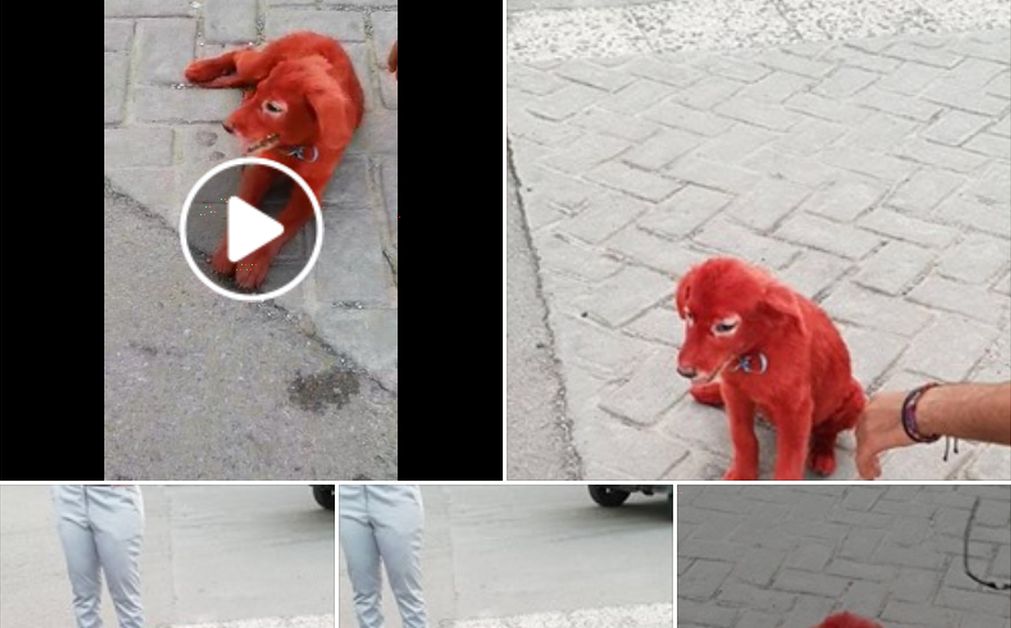 Ασυνείδητοι έβαψαν κουτάβι με κόκκινη βαφή μαλλιών! (pics)