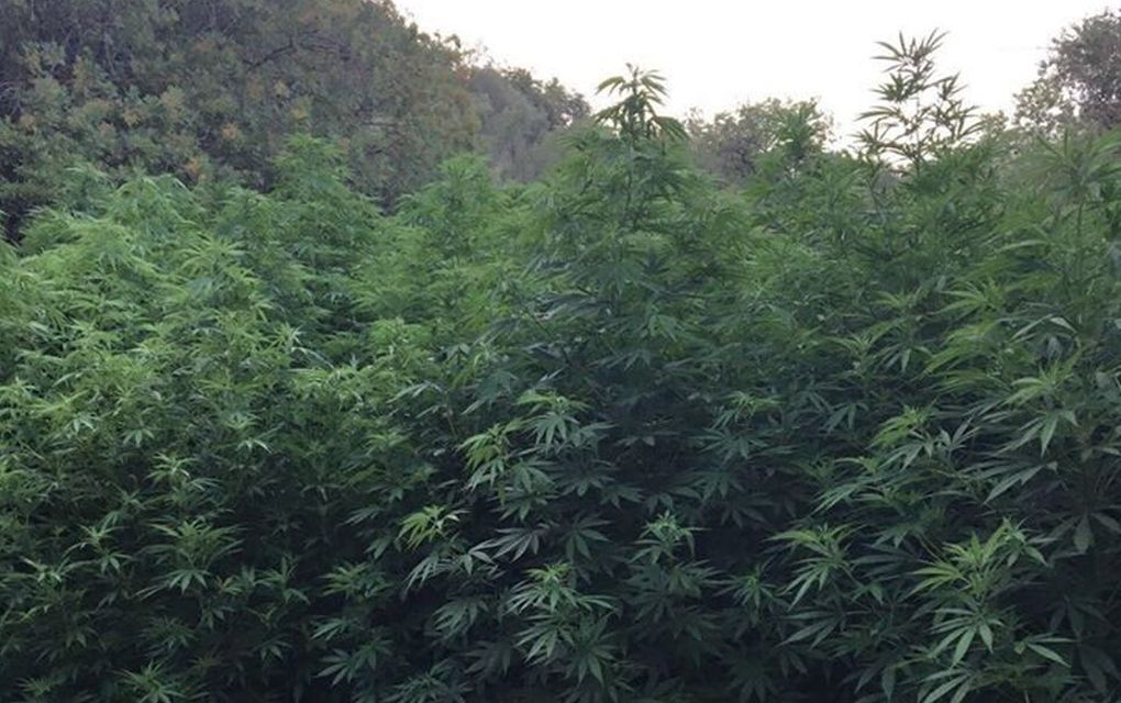 Ένα δάσος δενδρυλλίων κάνναβης καλλιεργούταν στη Μεσσηνία (pics)