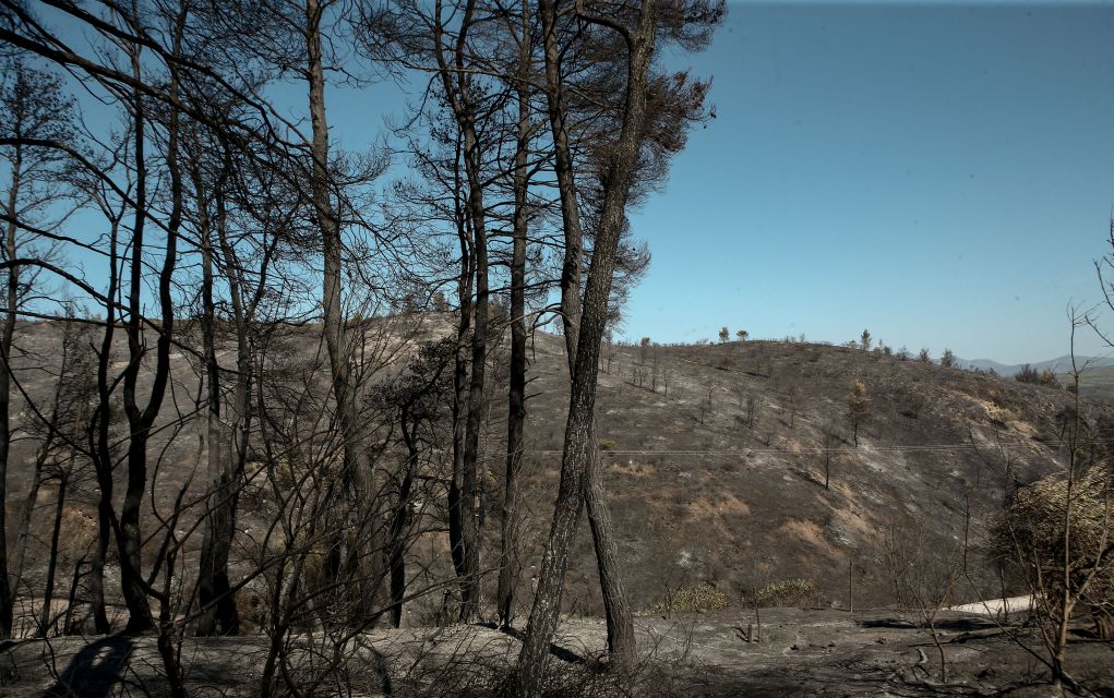 Αποζημιώσεις για αγρότες που επλήγησαν από τις πυρκαγιές στην Εύβοια
