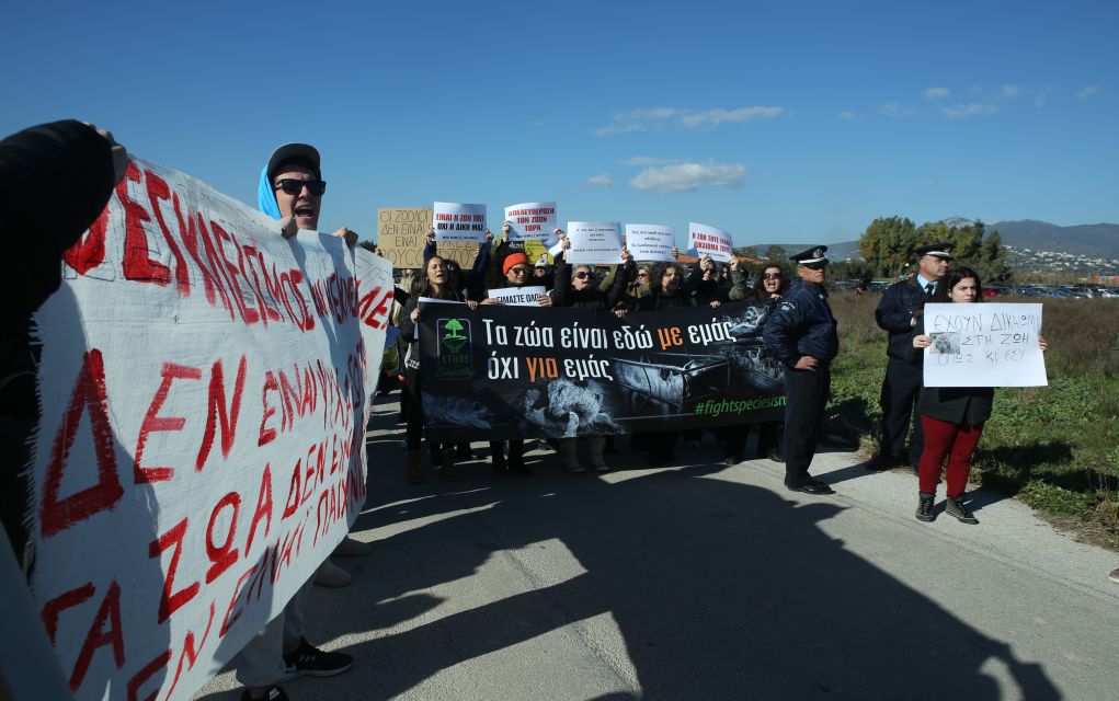 Συγκρούσεις έξω από το Αττικό Ζωολογικό Πάρκο (pics)