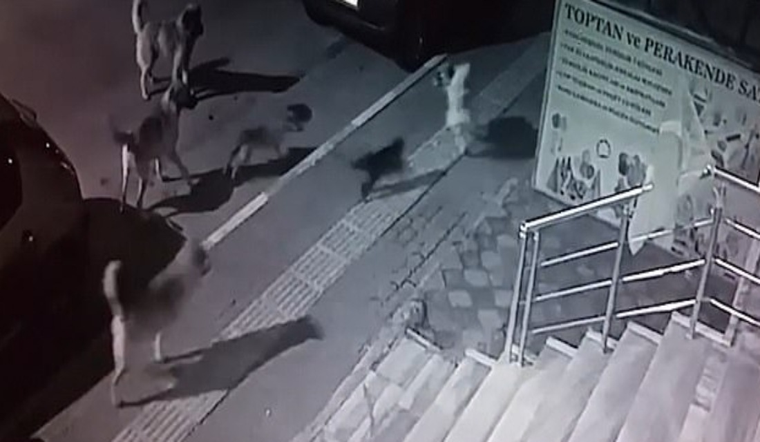 Γάτα τα έβαλε με έξι αδέσποτους σκύλους και βγήκε νικήτρια