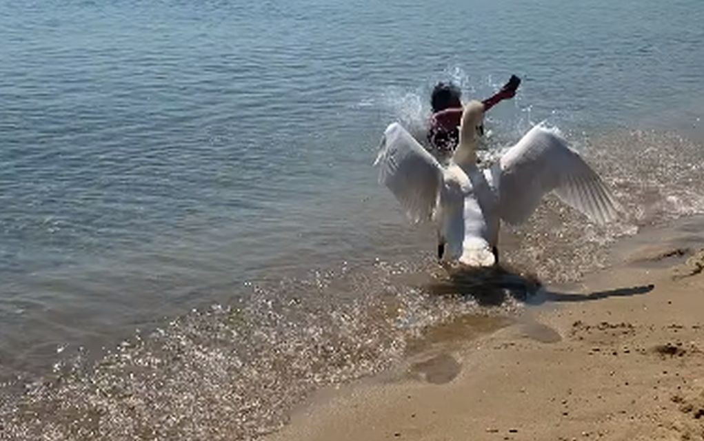 Κύκνος διώχνει τουρίστρια στη Σκιάθο που ήθελε να τον φωτογραφίσει! (vd)