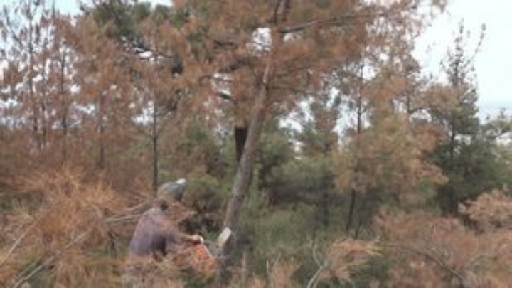 Νεκρός άνδρας από πτώση δέντρου κατά την εκτέλεση εργασιών υλοτόμησης