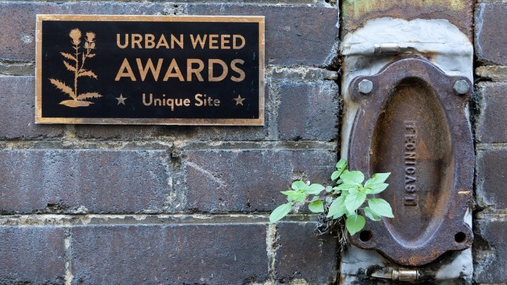 Urban Weed Awards», από τον Michael Pedersοn