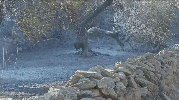 Η Ελαφόνησος βρίσκει τους ρυθμούς της μετά τη φωτιά