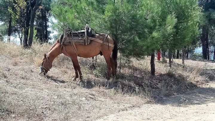 Σε καλή κατάσταση τα άλογα που μεταφέρουν ξυλεία στο Σέιχ Σου