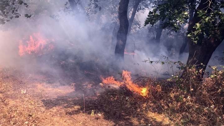 Φωτιά ξέσπασε στον Ίσσο της Νότιας Κέρκυρας