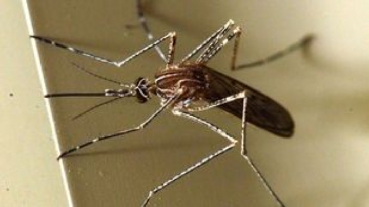 Ατομική προφύλαξη από τα κουνούπια συνιστά ο ΙΣΑ