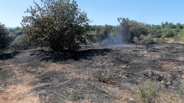 Πυρκαγιά σε δασική έκταση στην περιφερειακή Αιγάλεω – Δεν κινδυνεύουν κατοικίες