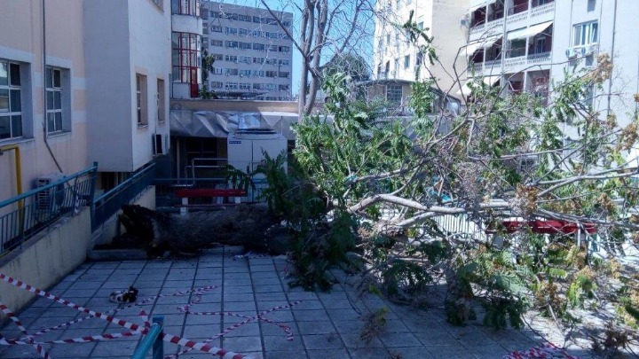 Έπεσε δέντρο στην αυλή του ΑΧΕΠΑ