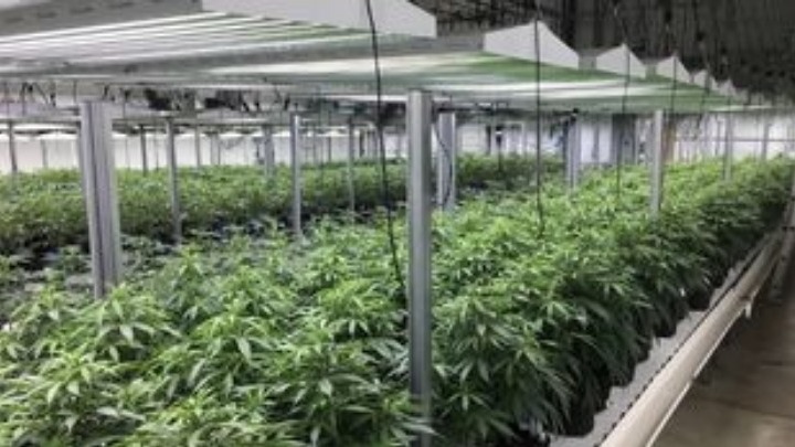 84η ΔΕΘ: 25 άδειες εγκατάστασης, επενδύσεις 360 εκατ. ευρώ, για τη φαρμακευτική κάνναβη σ’ ένα χρόνο