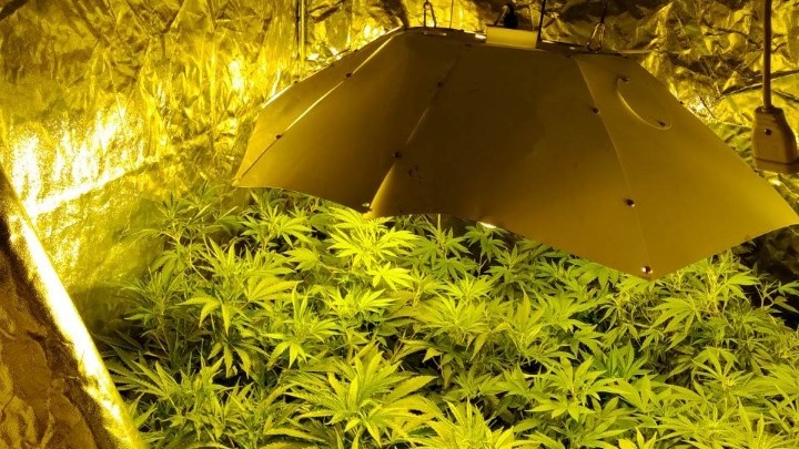 Μετέτρεψε διαμέρισμα σε εργαστήρι υδροπονικής καλλιέργειας κάνναβης