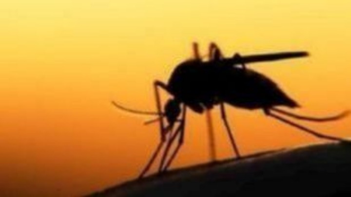 Είκοσι θάνατοι ασθενών με λοίμωξη από τον ιό του Δυτικού Νείλου στην Ελλάδα