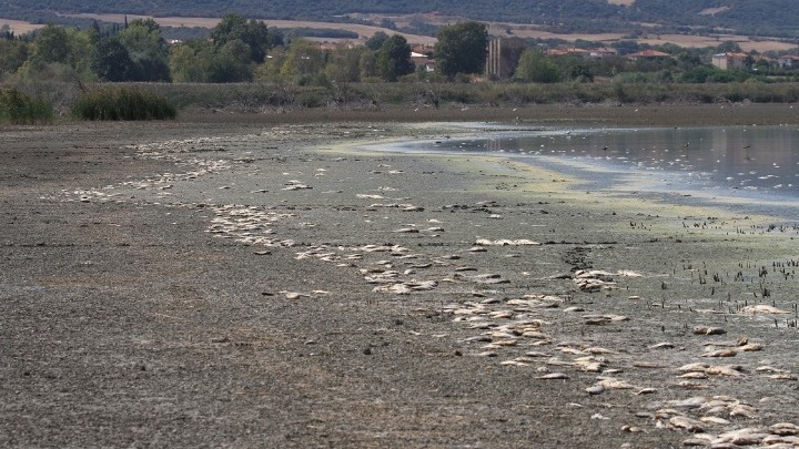 Χιλιάδες νεκρά ψάρια στην Κορώνεια, όπου το νερό κατέβηκε ώς και στα 60 εκατοστά στα μεγάλα βάθη