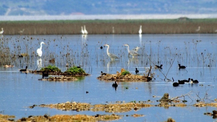 Η Περιφερειακή παράταξη “Οικολογία – Πράσινη Λύση” καλεί την Περιφέρεια Κεντρικής Μακεδονίας να λάβει μέτρα για τη λίμνη Κορώνεια