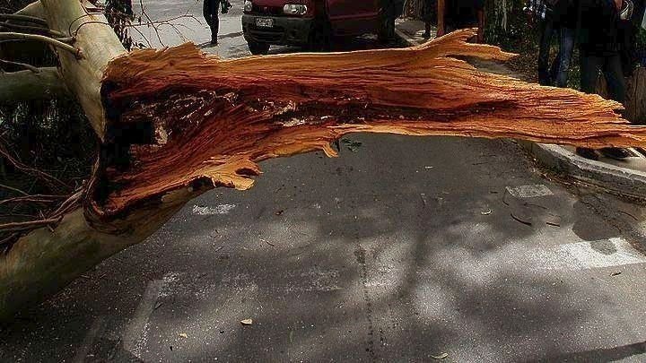 Κοπές δέντρων λόγω της καταιγίδας