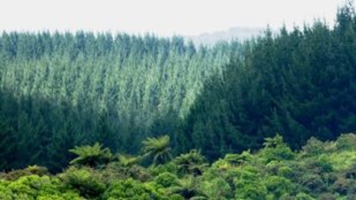 Περισσότερα από το 40% των ειδών δένδρων στη Γηραιά Ήπειρο απειλούνται με εξαφάνιση