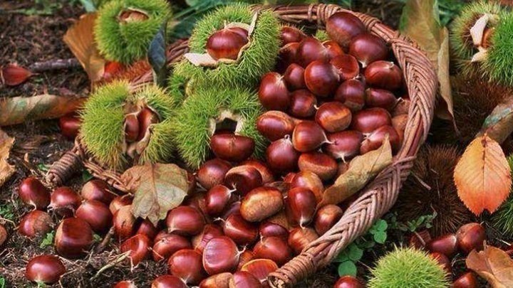 Δυναμική επανατοποθέτηση του κάστανου στο ελληνικό τραπέζι, διείσδυση σε περισσότερες αγορές