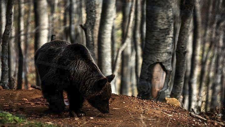 Μέτρα για την αρκούδα που κινείται πέριξ της Φλώρινας λαμβάνει το Συντονιστικό Διαχείρισης Κρίσεων