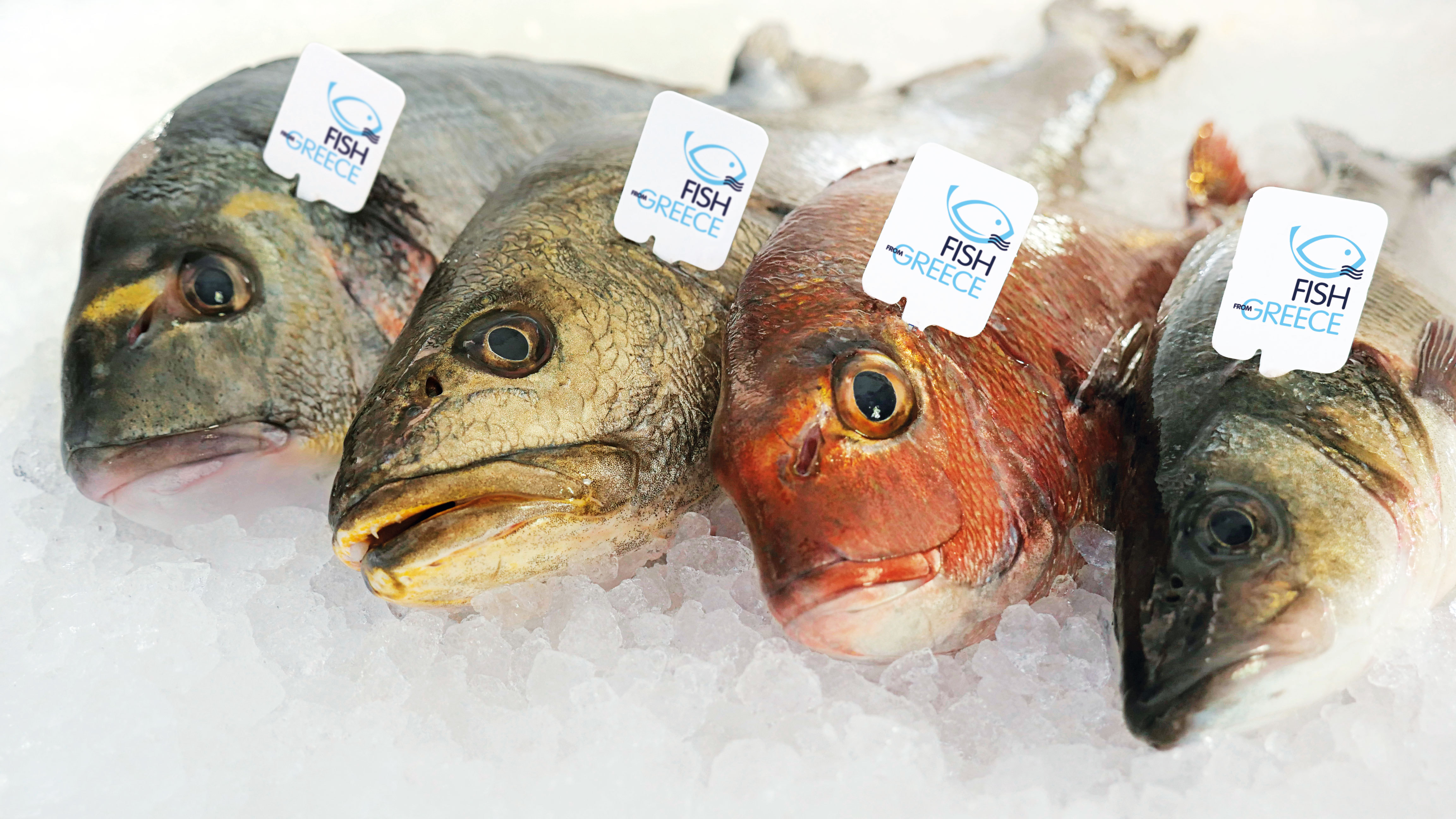 Επενδύσεις με σήμα «Fish from Greece-Ελληνικό Ψάρι»
