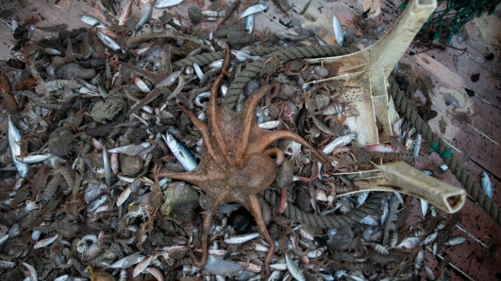 Δίχτυα γεμάτα με ψάρια αλλά και πλαστικό βγάζουν οι τράτες
