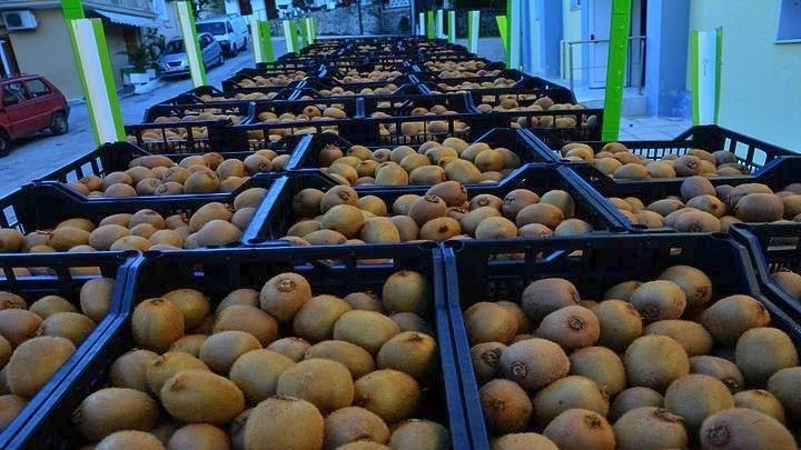 Τέρμα γκάζι” για περισσότερες αγορές του εξωτερικού «πατά» το ελληνικό ακτινίδιο