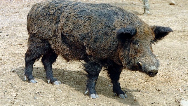 Τροχαίο ατύχημα αγριόχοιρων με λεωφορείο του ΚΤΕΛ στον Έβρο
