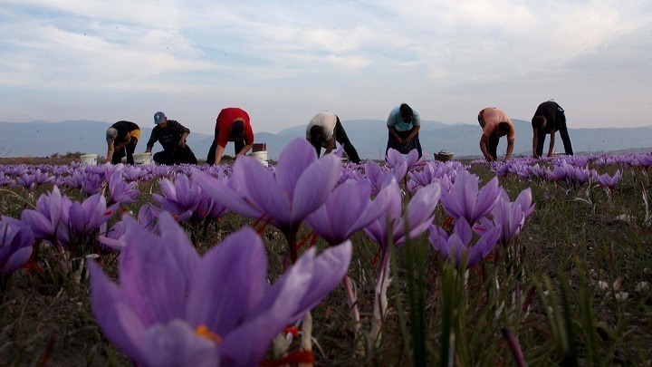 Άμεσα η έναρξη εξαγωγών κρόκου Κοζάνης στην Κίνα
