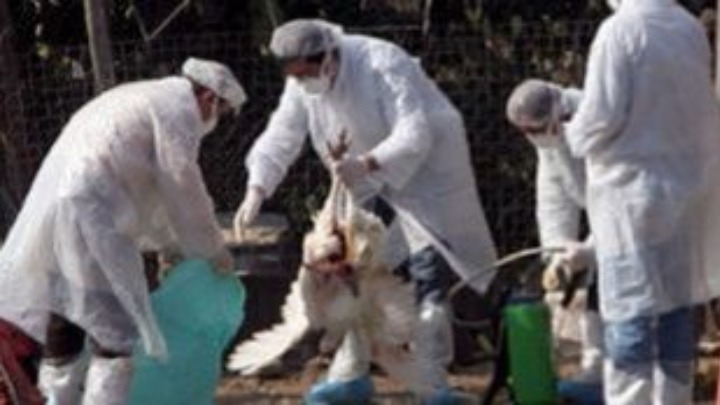 Ρουμανία:Επιδημία του στελέχους της γρίπης των πτηνών H5N8 σε ένα αγρόκτημα