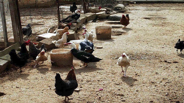 Βουλγαρία: Κρούσματα γρίπης των πτηνών σε πτηνοτροφείο