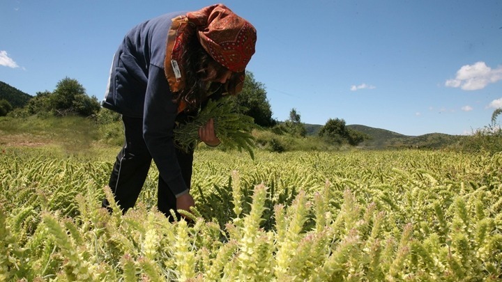 ΕΛΓΑ: Καταβάλει 2,1 εκατ. ευρώ σε 829 παραγωγούς
