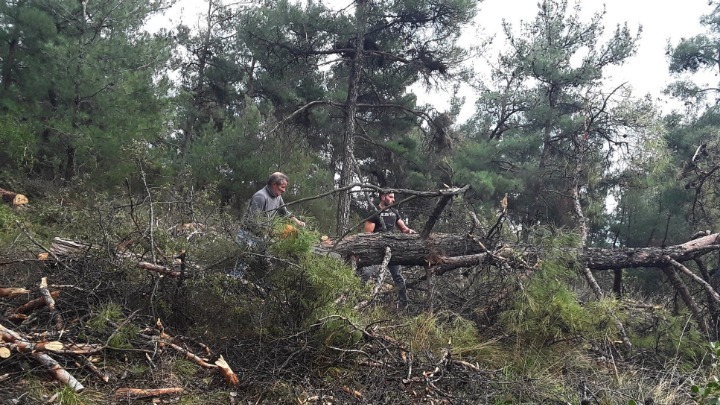 Ωραιόκαστρο: Κόβουν δέντρα «χτυπημένα» από φλοιοφάγο έντομο