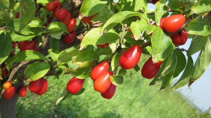 Κράνα, τζίτζιφα, δαμάσκηνα, λωτoί super foods με μεγάλη αντιοξειδωτική δράση