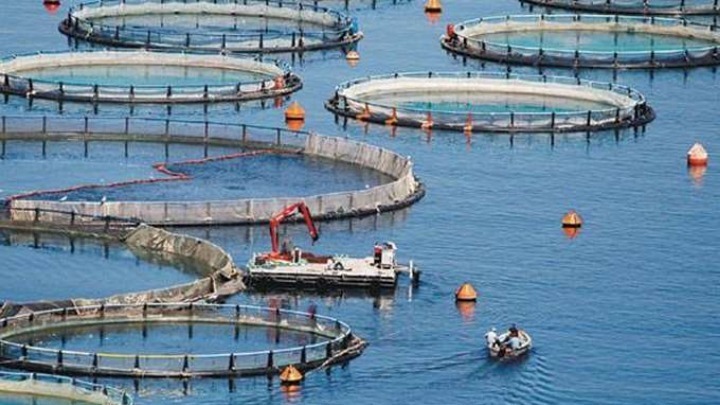 Νέες προοπτικές για την ελληνική υδατοκαλλιέργεια