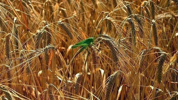 Ο περιορισμός της σπατάλης τροφίμων και η διασφάλιση της επάρκειας, οι προκλήσεις της σημερινής εποχής