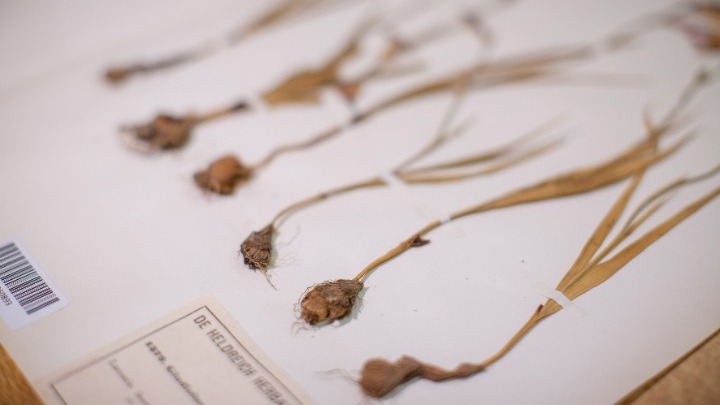 ΑΠΘ: 70.000 βοτανικοί θησαυροί στο Herbarium