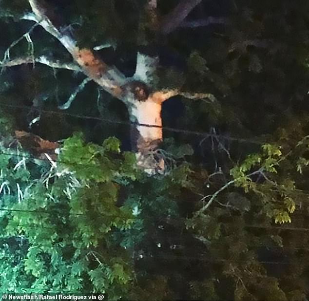 Προσκυνούν δέντρο που πιστεύουν ότι εμφανίστηκε το πρόσωπο του Χριστού