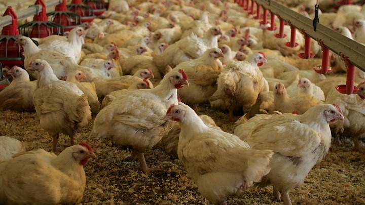 Τετραήμερη αναστολή λειτουργίας της «Πίνδος» μετά την εμφάνιση ασυμπτωματικών κρουσμάτων κορονοϊού
