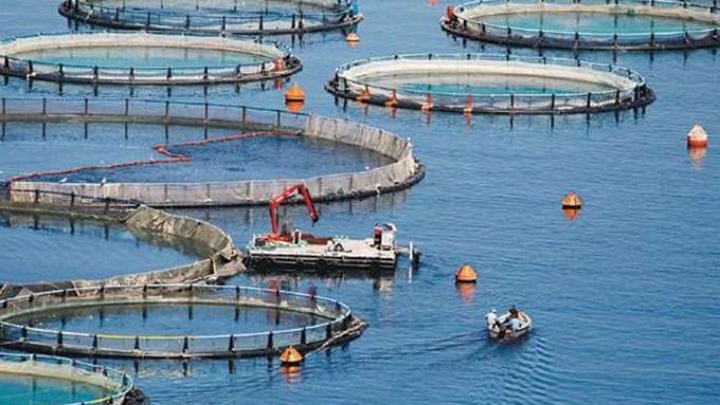 Αυξημένη η παραγωγή και οι εξαγωγές της ελληνικής ιχθυοκαλλιέργειας το 2019