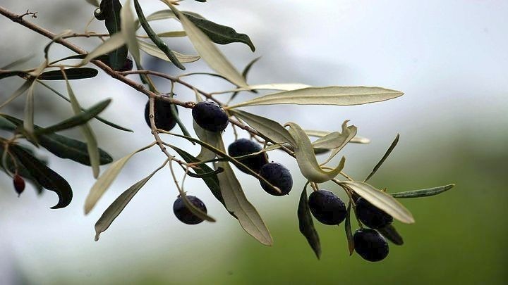 Ενεργοποιήθηκε η πλατφόρμα υποβολής αιτημάτων πληρωμής για ελιές Καλαμών, πρώιμο καρπούζι, ανοιξιάτικη πατάτα και θερμοκηπιακές καλλιέργειες Κρήτης