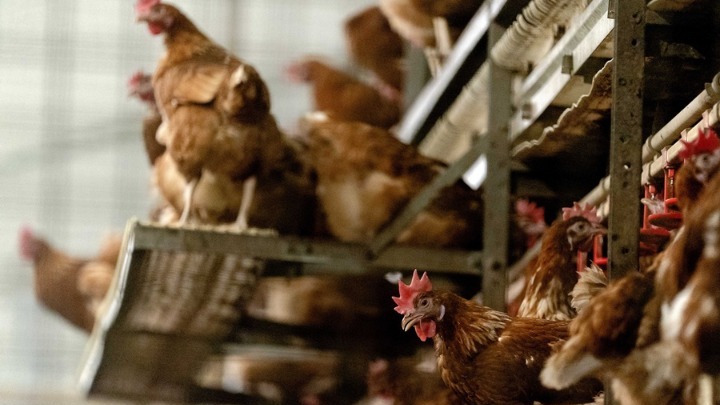 Τσεχία: Σε έξαρση η γρίπη των χοίρων – Θανατώνουν σήμερα 80.000 κοτόπουλα