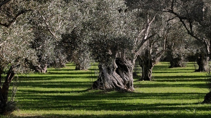 Η έξυπνη γεωργία… στην τσέπη των αγροτών