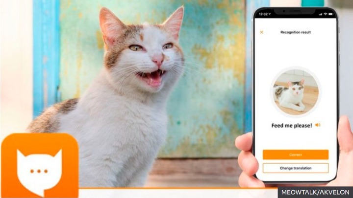 Η νέα εφαρμογή “MeowTalk” βοηθά τους φίλους της γάτας να καταλάβουν τι …λέει