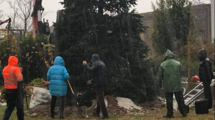 Έλατο από την Ιταλία μεταφυτεύτηκε μπροστά από το κτίριο της Περιφέρειας Κεντρικής Μακεδονίας
