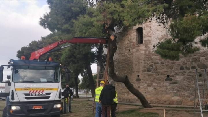 Επιχείρηση υποστύλωσης υπεραιωνόβιου πεύκου στον περιβάλλοντα χώρο του Λευκού Πύργου