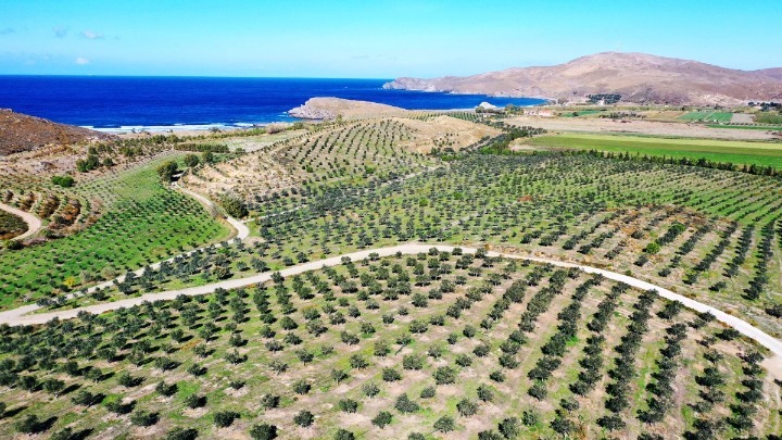 Πράσινη επένδυση στη Λέσβο: 40.000 ελιές μεταμόρφωσαν ερημοποιημένη γη στο Σίγρι