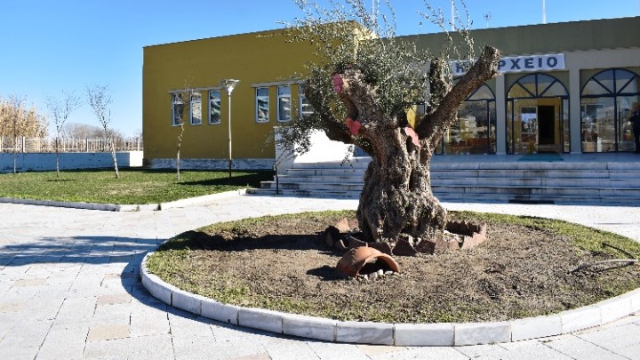 Υπεραιωνόβιες ελιές από τη Πελοπόννησο μεταφυτεύτηκαν στην πεδιάδα του Νέστου
