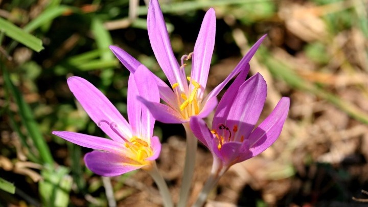 Κολχικίνη σε μεγάλες συγκεντρώσεις στο Colchicum autumnale